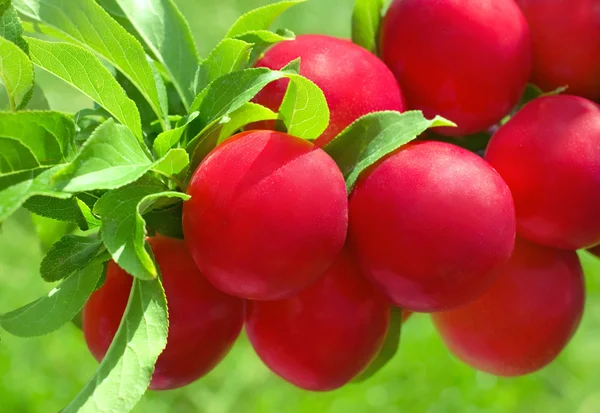 Natural ripe plum on tree — Stock Photo, Image