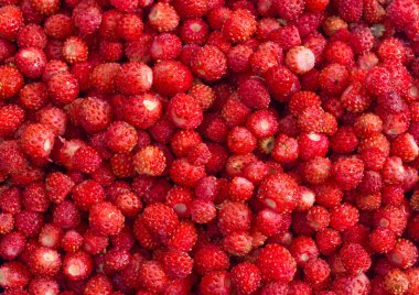 yabani çilek arka plan