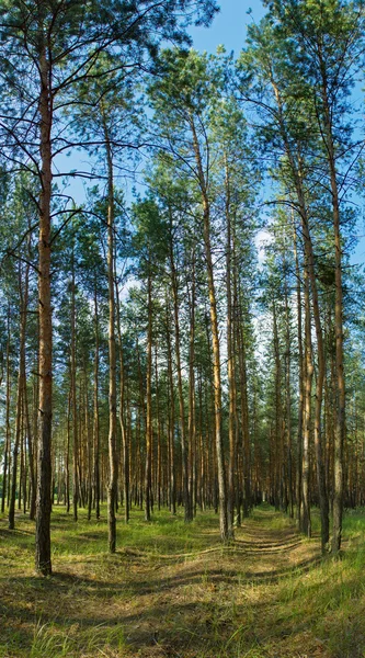 Pine tree forest vertikal panorama — Stockfoto