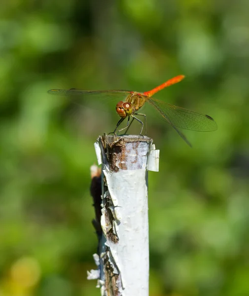 Libelle auf Holzstab — Stockfoto