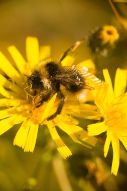 Yaz Bumble Arı Böceği çiçek makrosu