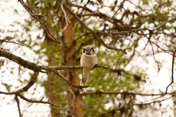 Hawk owl in taiga — Stock Photo, Image