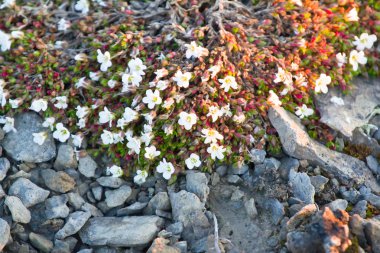 Modest polar desert vegetation: curtin Mouse-ear chickweed (Cerastium regelii). Novaya Zemlya Archipelago. Russia clipart