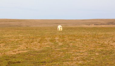 Sıradışı Fotoğraf: kutup günlük süre içinde arazi üzerinde kutup ayısı. Novaya Zemlya adalar, South Island