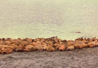 Rookery Atlantik walruses