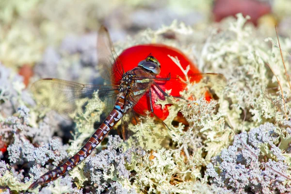 Deel van de toendra: dragonfly ging op heldere schimmel onder witte korstmossen — Stockfoto