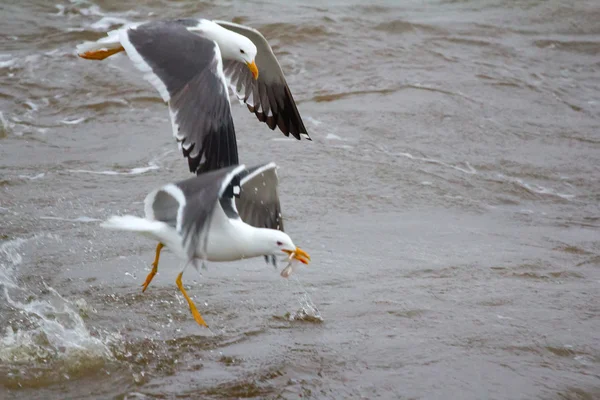 Gaviota arenque del norte o gaviotas con respaldo negro (Larus heuglini) en el mar de Pechora. Ártico ruso —  Fotos de Stock