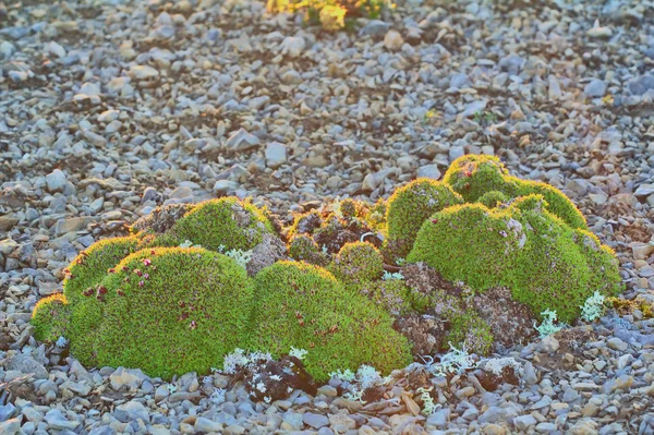 Beknoptheid van het leven: kruiden kussens (bosjes) van vele soorten planten in polar woestijn. Nova Zembla archipel — Stockfoto