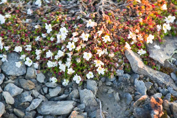 Mütevazı kutup çöl bitki örtüsü: curtin fare - kulak chickweed (Cerastium regelii). Novaya Zemlya adalar. Rusya