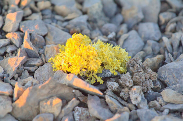 bright poisonous lichen in polar desert. Novaya Zemlya archipelago .