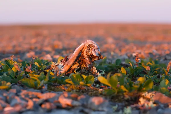 Arctic tree that grows downward — Stock Photo, Image