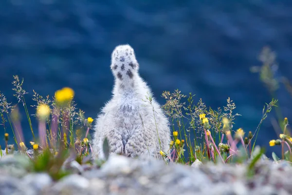 Anidando gaviotas glaucas mirando por el acantilado en el mar de Barents. Archipiélago de Novaya Zemlya —  Fotos de Stock