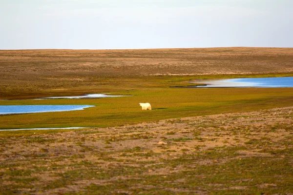 Imagen inusual: oso polar en tierra en el período del día polar. Archipiélago de Novaya Zemlya, Isla Sur —  Fotos de Stock