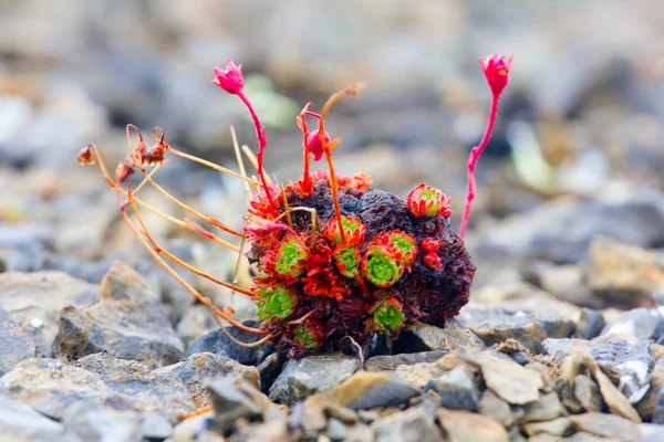 Increíbles formas de vida en el desierto ártico - tubérculo madre — Foto de Stock