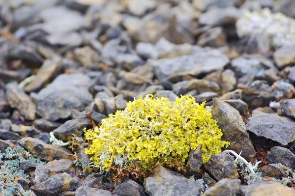 Heldere giftige korstmossen in polar woestijn. Nova Zembla archipel . — Stockfoto