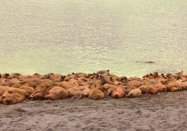 Rookery Atlantik walruses — Stok fotoğraf