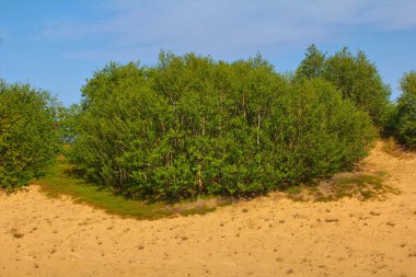 Green dune: planting forests is fixed sands and create pleasant landscape clipart