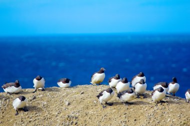 Çok güçlü rüzgara karşı ortak guillemots. Barents Denizi. Novaya Zemlya adalar