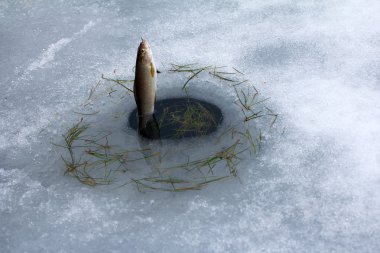 Balıkçılık bahar. Erimiş buz delikten Gölge balığı balıkçılık