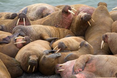 Crawling, fighting, sleeping soundly - Atlantic walruses on the shore of the island of Vaigach, Arctic, Barents sea clipart