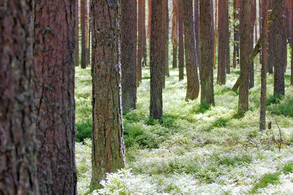 헨리 소로우의 숲 속에서 햇빛을 받아 밝게 빛나던 고대 소나무 숲 — 스톡 사진