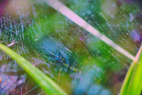 Macro bonito brilhante com teia de aranha — Fotografia de Stock