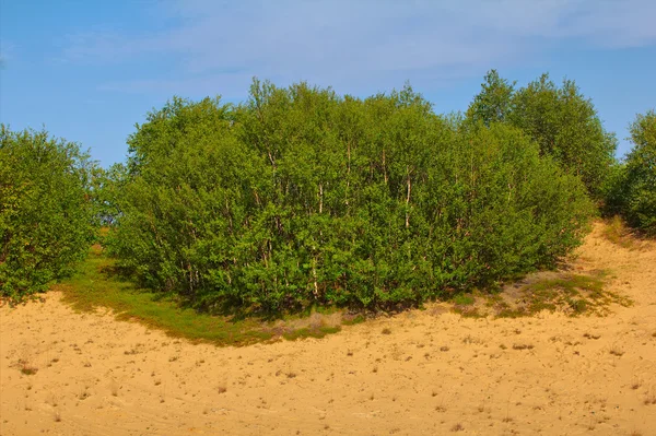 Vihreä dyyni: metsien istuttaminen on kiinteää hiekkaa ja luo miellyttävää maisemaa — kuvapankkivalokuva