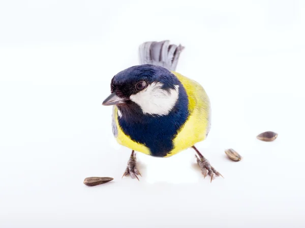 明るい春の鳥 1 つ動物シジュウカラ — ストック写真