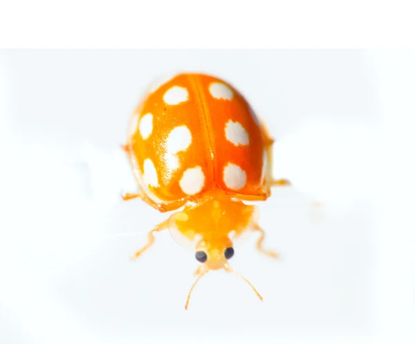 Beyaz arka plan üzerinde özel sarı böceği makro — Stok fotoğraf
