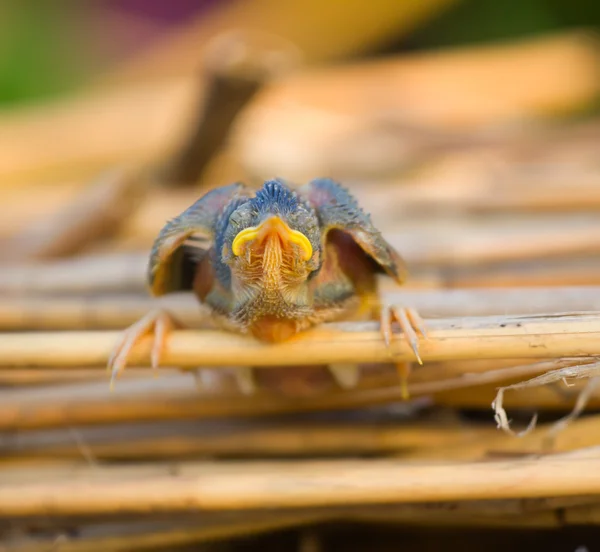 Kleine naakte chick van zingende vogels viel uit het nest. Lelijke eendje — Stockfoto