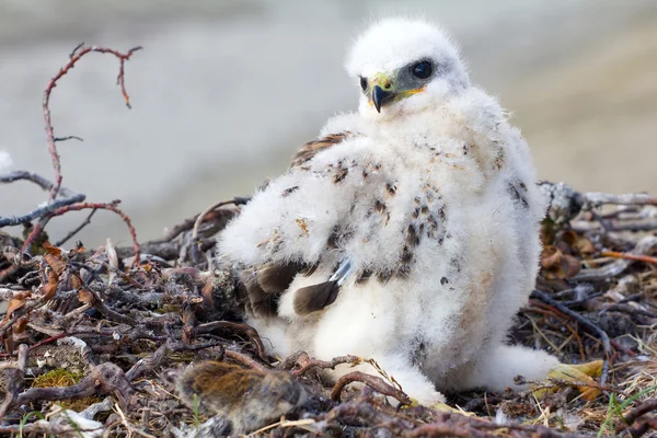 Rough-legged Buzzard (Buteo lagopus) chick in nest and lemming as prey. Novaya Zemlya, Arctic — Stock Photo, Image