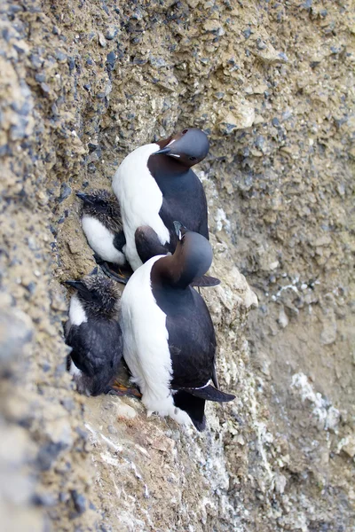 Guillemots de Brunnich en repisas del archipiélago de Novaya Zemlya en el mar de Barents. Concepto real de familias monoparentales en el mundo occidental — Foto de Stock