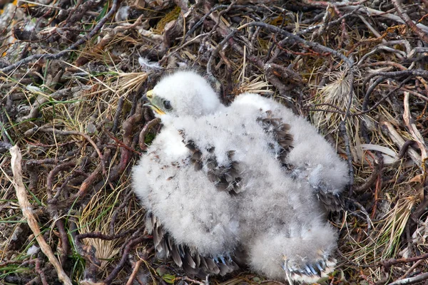 Oiseaux de proie nicheurs pelucheux blancs — Photo