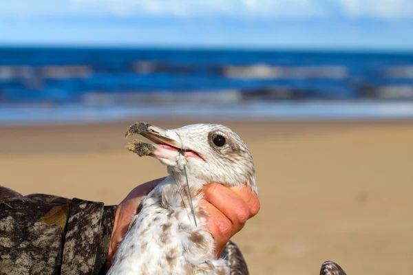 Seagull dies in a trap from the thrown line — Stock Photo, Image