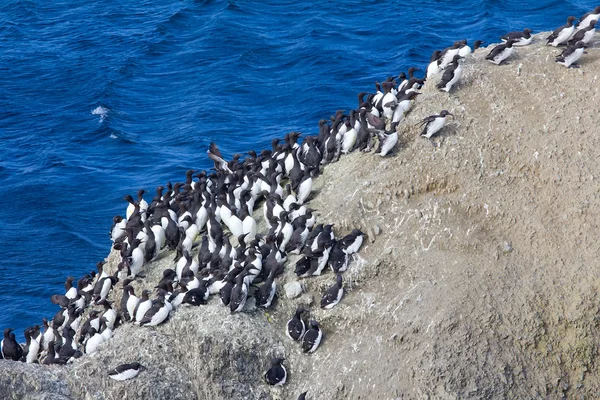brunnich'ın guillemots ve Novaya Zemlya adalar, Barents Denizi üzerinde ortak guillemots düzlemsel kolonisi