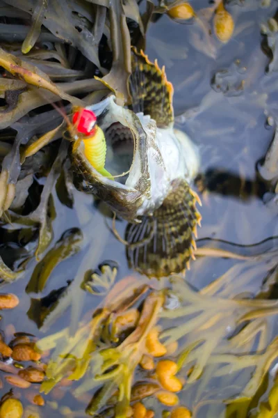 北極圏の海釣り — ストック写真