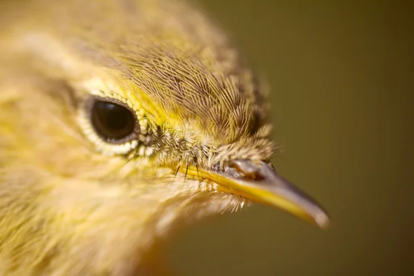 Retrato de close-up de salgueiro warbler (Phylloscopus trochilus ). — Fotografia de Stock