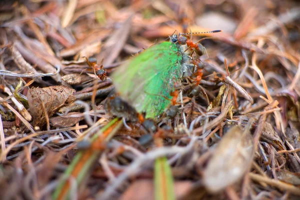 Mieren werken samen om te doden van de prooi vlinder macro insect — Stockfoto