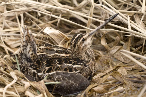 Europeu snipe entre pântano no primavera — Fotografia de Stock