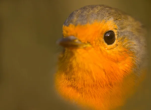 Retrato de cerca de Robin (Erithacus rubecula). Pájaro joven — Foto de Stock