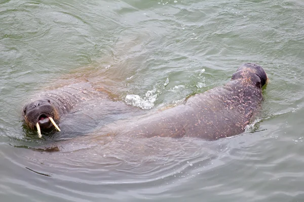 Атлантический морж в Баренцевом море — стоковое фото