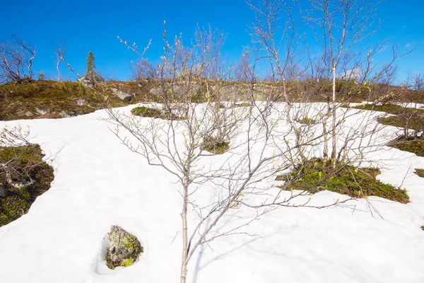 Frühling Auftauen von Schnee Polarkreis — Stockfoto