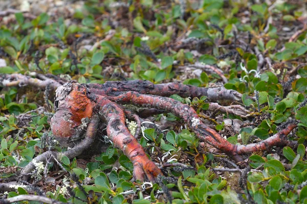 章鱼: 北极树向下生长 — 图库照片