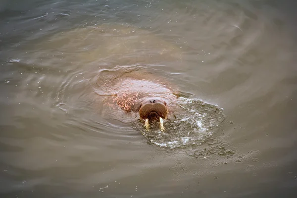 Velmi velké a tlusté plavec Severního ledového oceánu — Stock fotografie