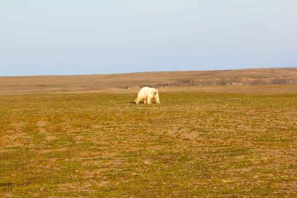 Imagem incomum: urso polar em terra no período de dia polar. Arquipélago de Novaya Zemlya, ilha do Sul — Fotografia de Stock