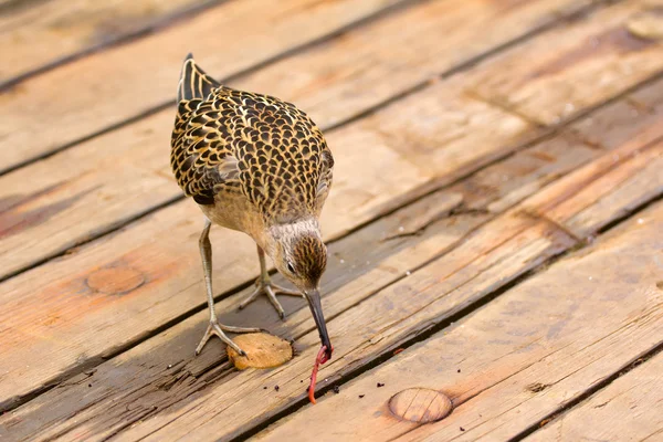 Ongelooflijke moeilijkheden voor migranten: moe van de vogel op het dek van het schip — Stockfoto