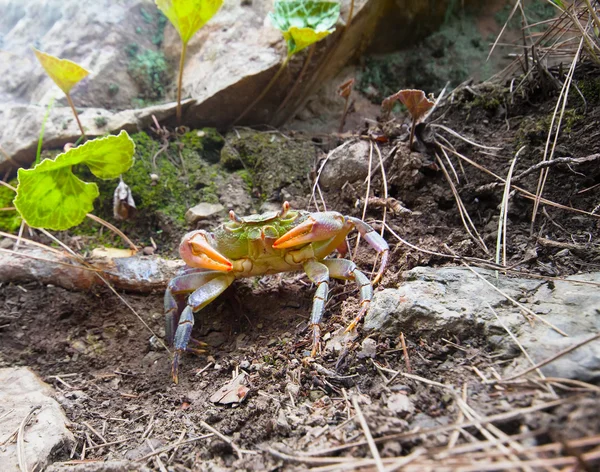 Crabs in the mountains of the Mediterranean — Stock Photo, Image