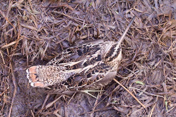 European snipe among bog in spring — Stock Photo, Image