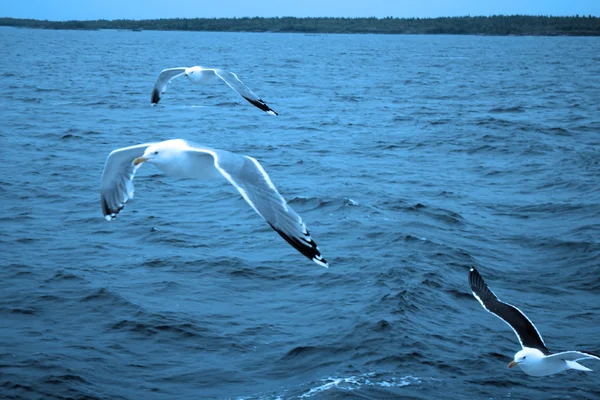 Tema de los viajes por el mar del Norte - gaviotas sobre las olas — Foto de Stock