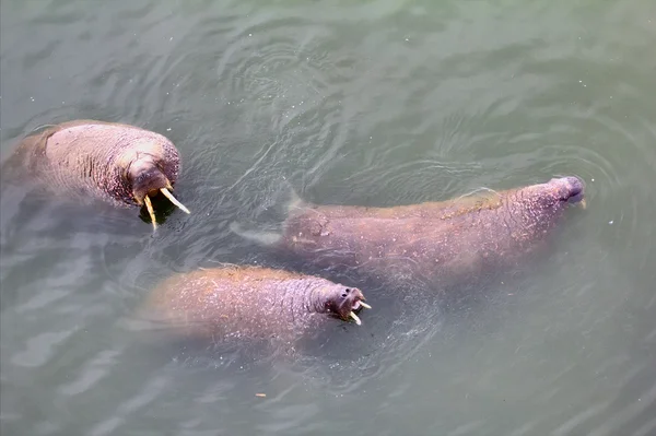 Animaux marins dans l'océan morse — Photo